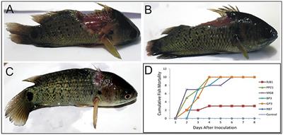 Detection of Virulence-Associated Genes and in vitro Gene Transfer From Aeromonas sp. Isolated From Aquatic Environments of Sub-himalayan West Bengal